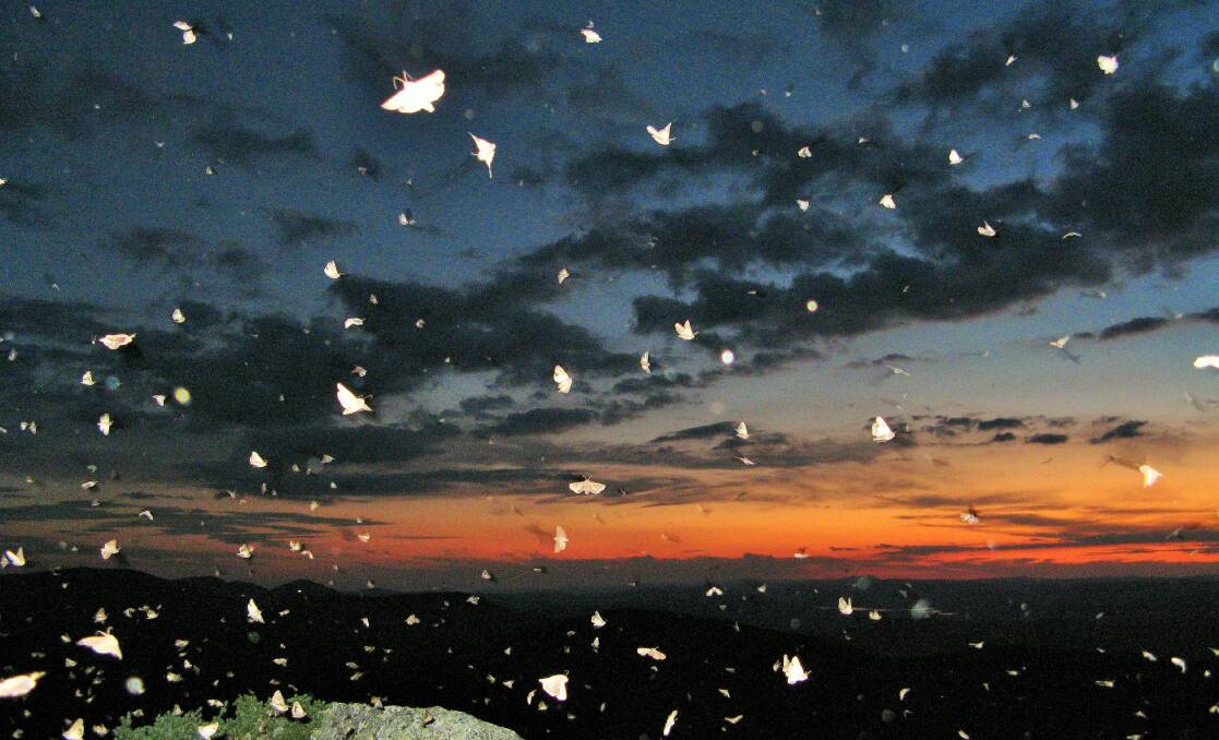 Bogong moths fill the dusk sky in the Brindabellas in 2016. Picture: Peter Blunt