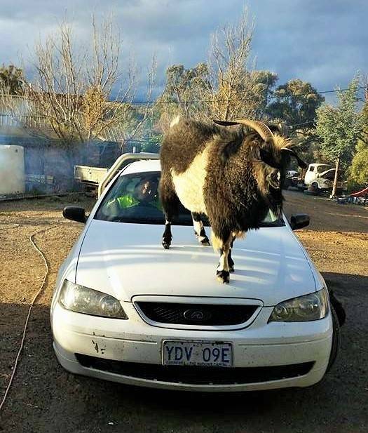 Brian the goat strikes a pose. Picture: Bede McFadden