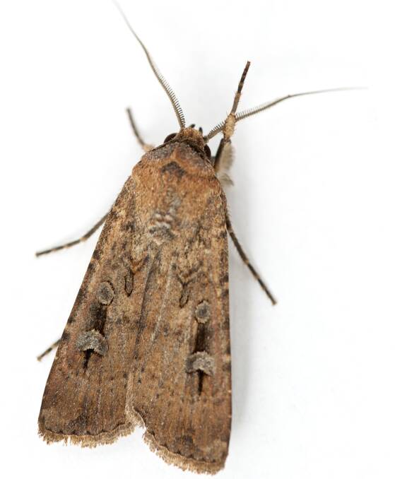 The Australian Bogong moth Agrotis infusa (Lepidoptera: Noctuidae). Picture: Ajay Narendra