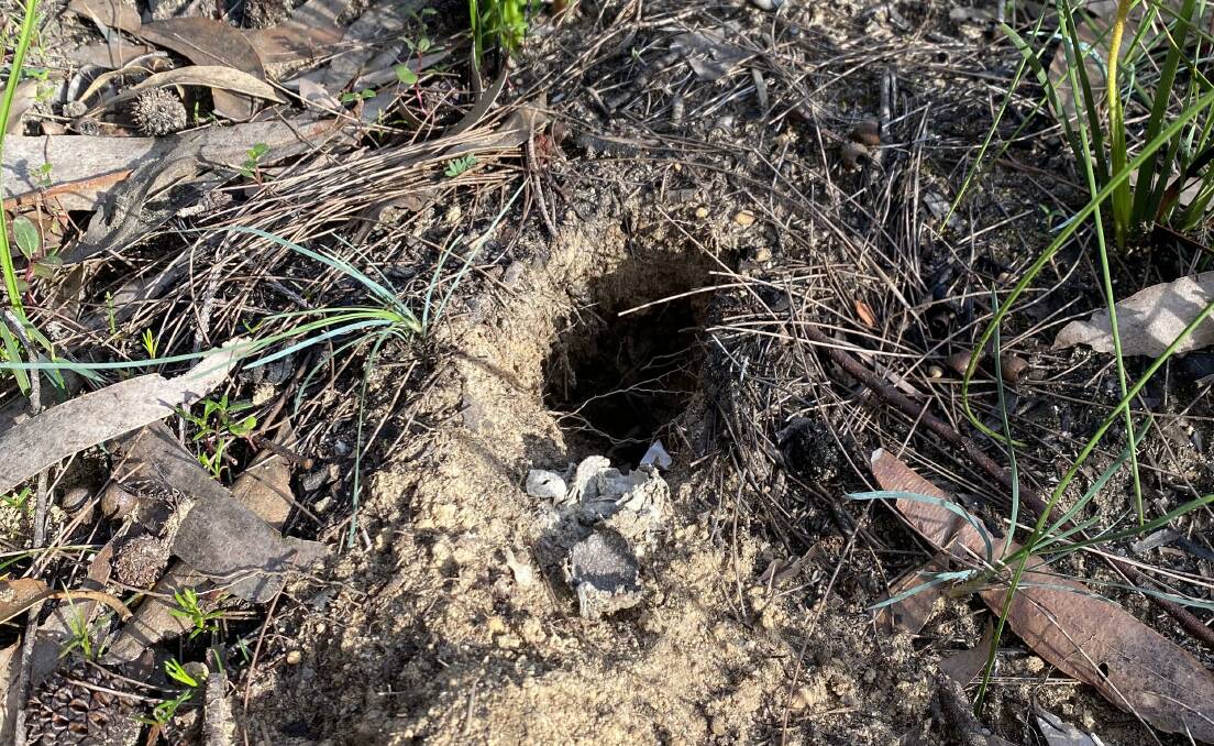 The telltale sign that a bandicoot has been foraging for food. Picture: Dr Andrew Claridge