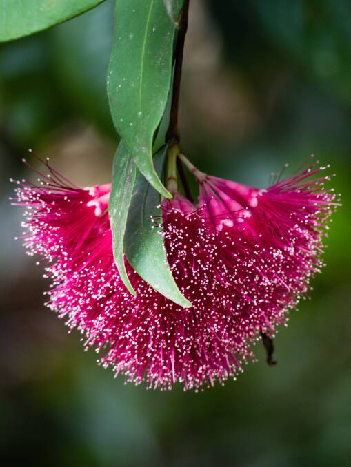 The pink Powderpuff lilly pilly (Syzygium wilsonii) makes a fabulous hedge. Picture: Shutterstock