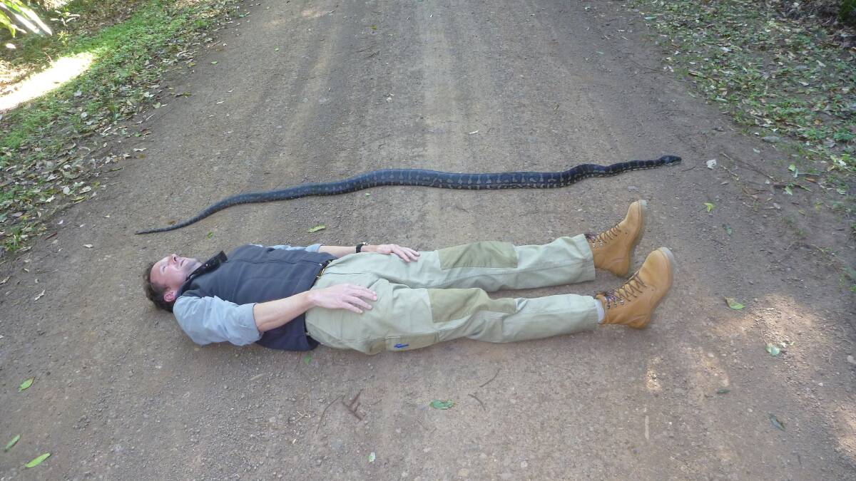 Wildlife ecologist Brendan Taylor 'python planking' in northern NSW. Picture: Supplied