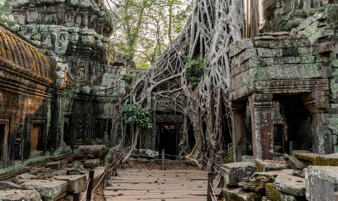The famous temple of Ta Prohm is now entangled with the jungle. 