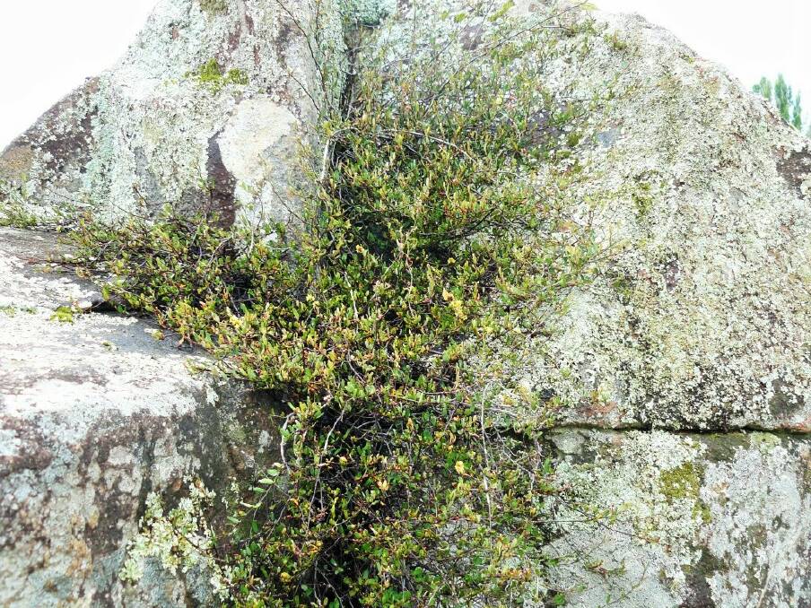 Rare Tuggeranong Lignum (Muehlenbeckia tuggeranong). Picture: Luke Johnston