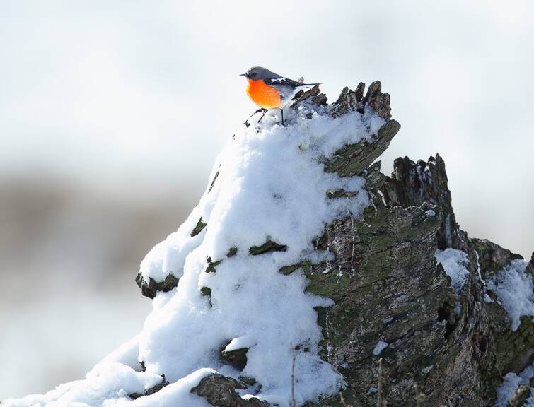 A Flame Robin in Canberra's Namadgi National Park. Picture: Leo Berzins