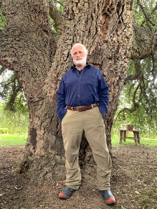 Reidsdale farm forester Peter Marshall is dwarfed by the trunk of Braidwood's grand Cork Oak, under which Lepista nuda was found growing. Picture: Tim the Yowie Man