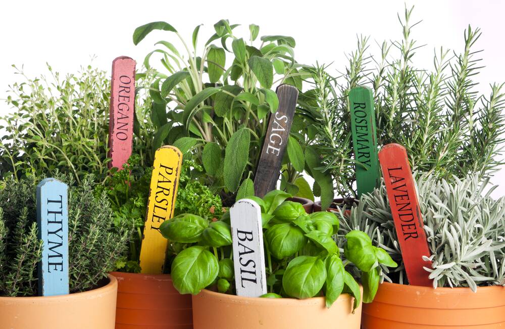 Adding herbs is the classic way to turn everyday veg into five-star eating. Picture: Shutterstock