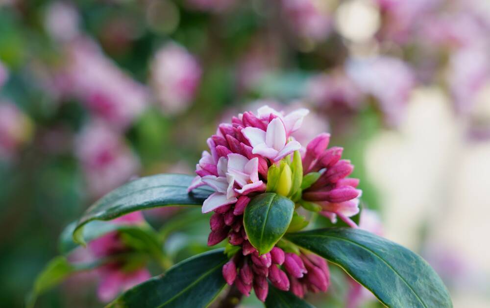 Grandma was an expert on growing daphne, her favourite flower. Picture: Shutterstock 