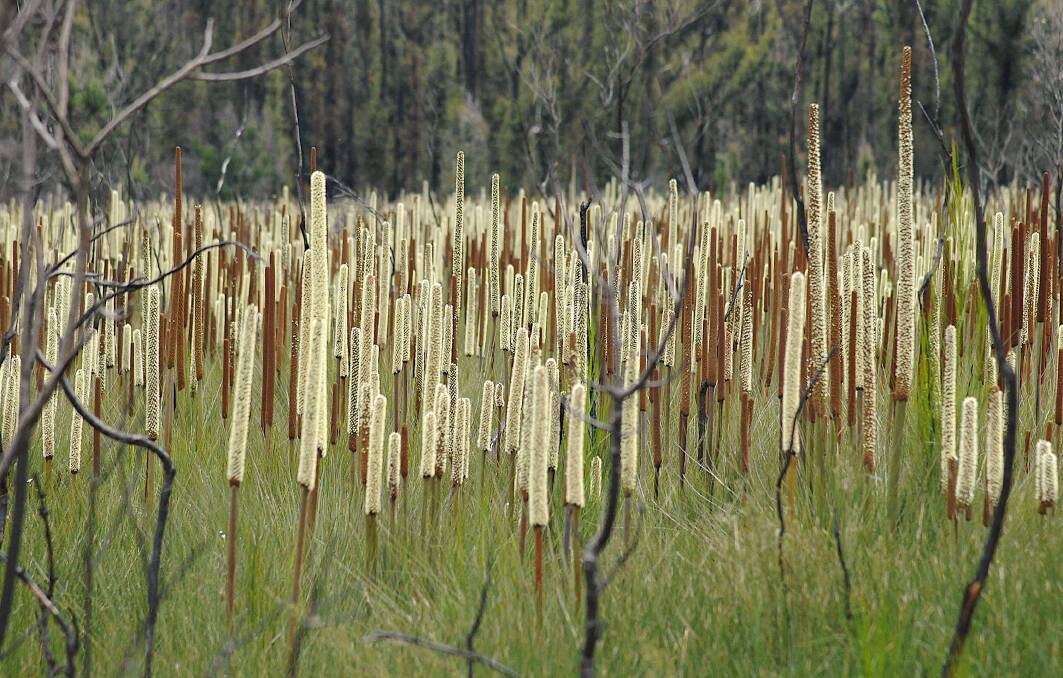 Grasstrees (Xanthorrhoea resinosa) in flower. Picture: Sue Hines