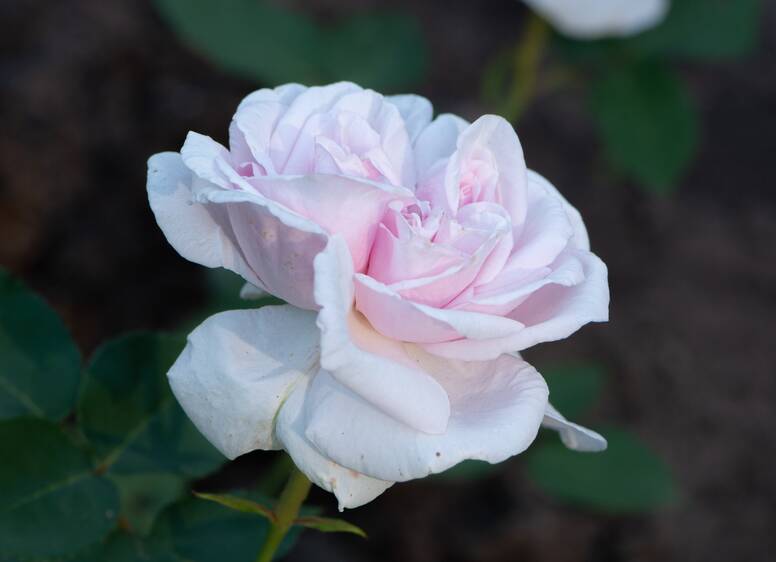 Souvenir de la Malmaison is the best of the pink varieties. Picture: Shutterstock