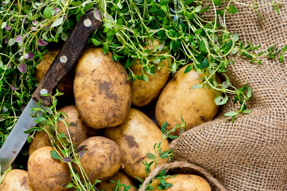 All going well, you'll get about 10 times as many potatoes as you plant. Picture: Shutterstock
