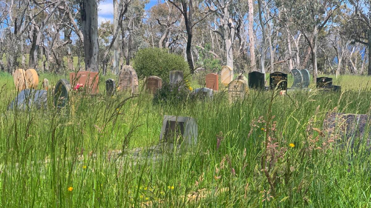 This long grass at Hall Cemetery won't be cut until February. Picture: Tim the Yowie Man