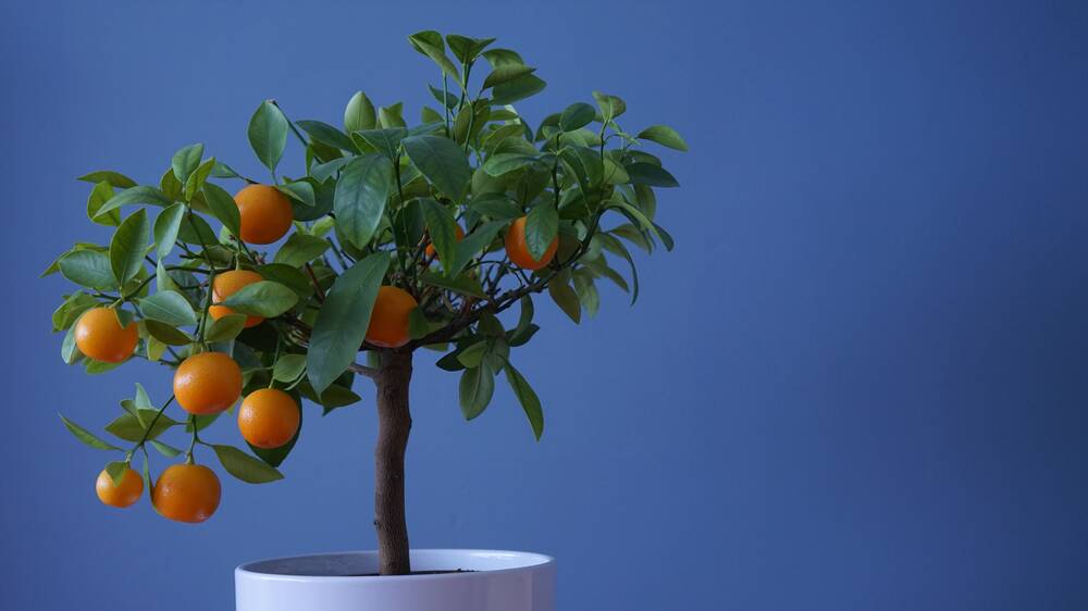 With their glossy green leaves and bright orange fruit, calamondins - often mistaken as cumquats - are a great option. Picture: Shutterstock