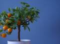 With their glossy green leaves and bright orange fruit, calamondins - often mistaken as cumquats - are a great option. Picture: Shutterstock