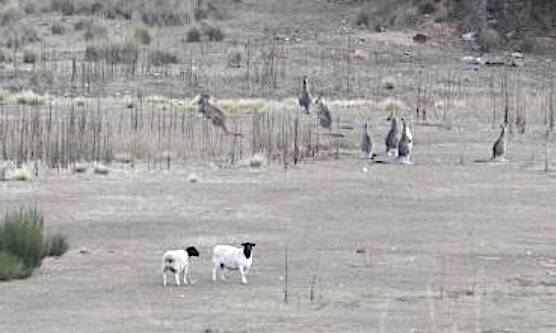 These two sheepare hononary members of a mob of kangaroos near Captains Flat. Picture by Elliot Williams