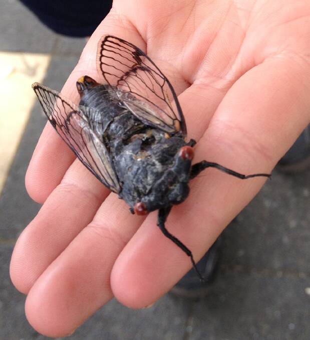 A 'giant' dead cicada found at the Curtin shops in 2012. Picture: Sharyn Payne