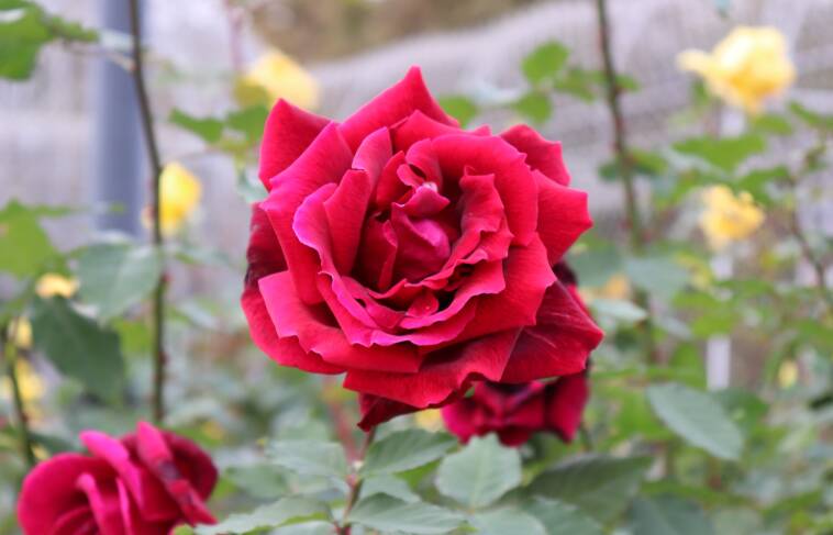 Papa Meiland wins my vote for best-smelling rose. Picture: Shutterstock
