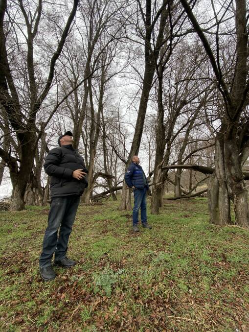Scott Mitchell and neighbour Bruce White inspect the elm trees where a mysterious green glow was spotted during a recent bonfire. Picture by Tim the Yowie Man