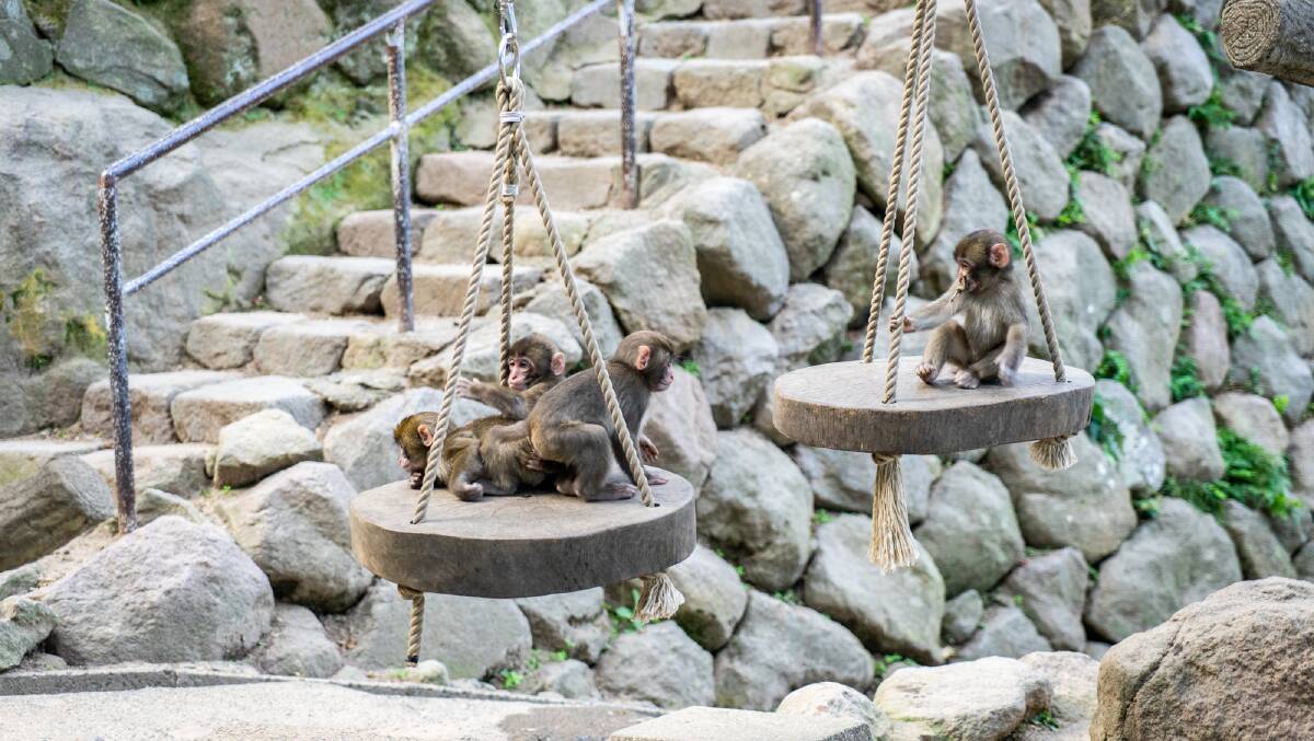 Young monkeys play on some swings at the Takasakiyama Monkey Park.