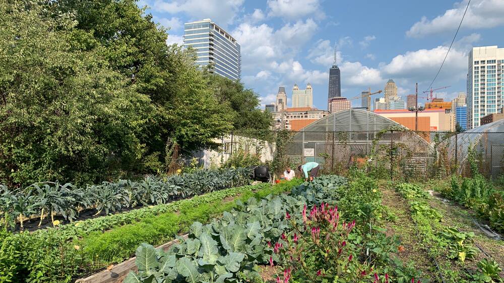 Urban gardens mitigate the impact of floods, fires, pandemics, and the sudden breakdown of supply chains. Picture Shutterstock