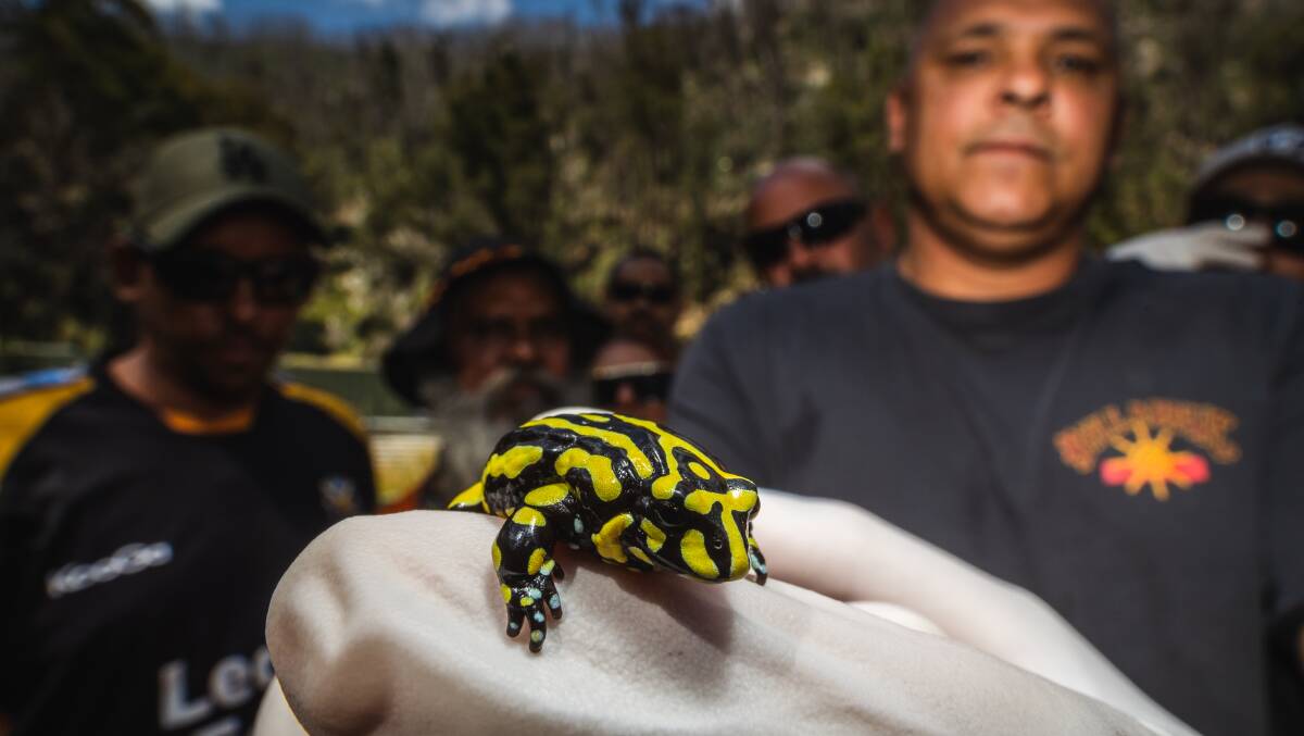 Work is underway to increase the numbers of the critically endangered southern corroboree frog. Picture by Alex Pike