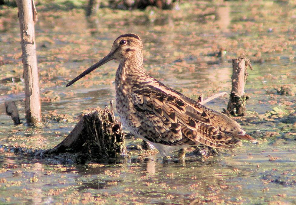 A Latham's Snipe at Jerrabomberra Wetlands. Picture: Geoffrey Dabb