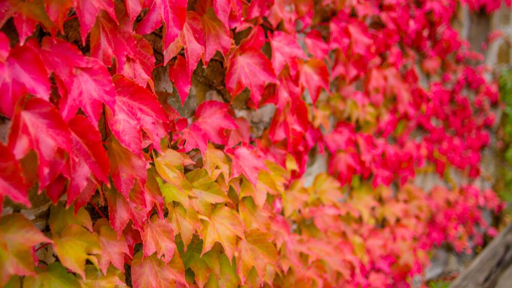 Cover any drab wall or fence with Boston ivy for a stunning autumn display. Picture Shutterstock