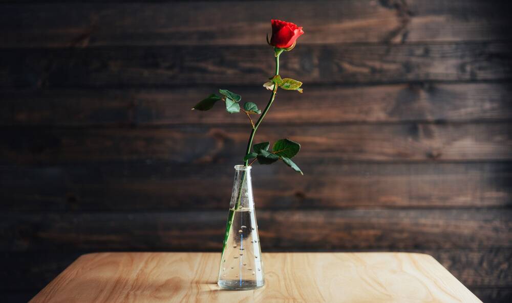 This Valentine's Day there was no rose waiting for me on the table. Picture: Shutterstock