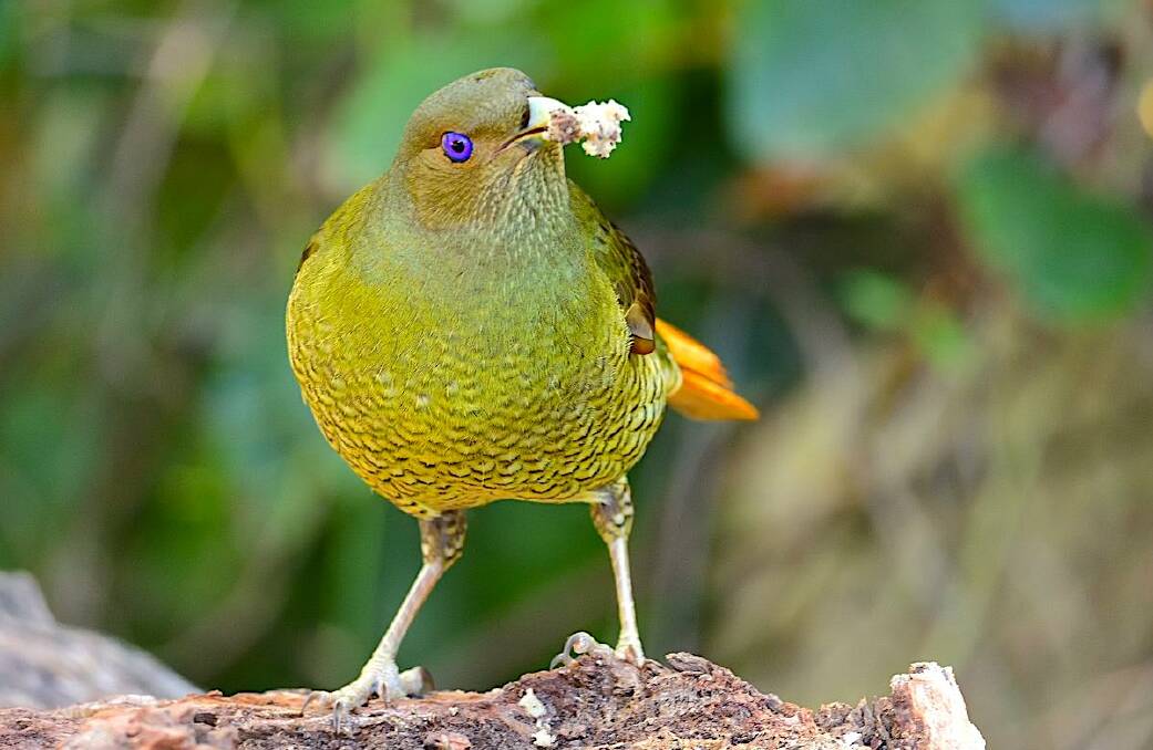 An inquisitive juvenile male satin bowerbird photographed near the Cotter. Picture: Colin Duckworth