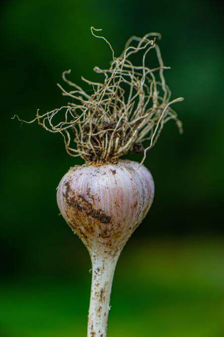 Now until the end of March is the perfect time to plant garlic. Picture: Shutterstock