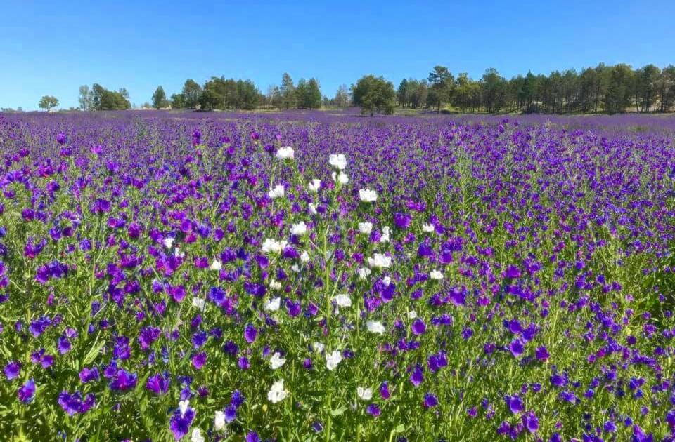 White flowers in a field of purple. Picture: Bryce England