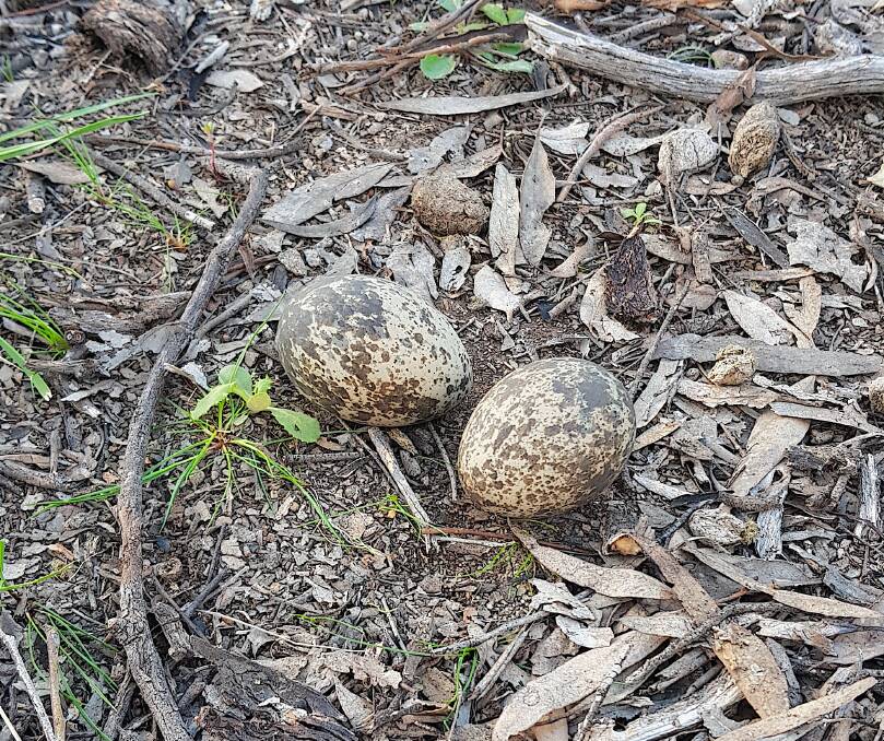 A bush stone-curlew next at Mulligans Flat - they are less of a traditional nest and more a scrape on the ground relying on camouflage for protection. Picture: Shoshana Rapley