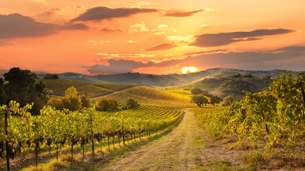 Hit the road to sample the best of California's wine region. Picture Shutterstock