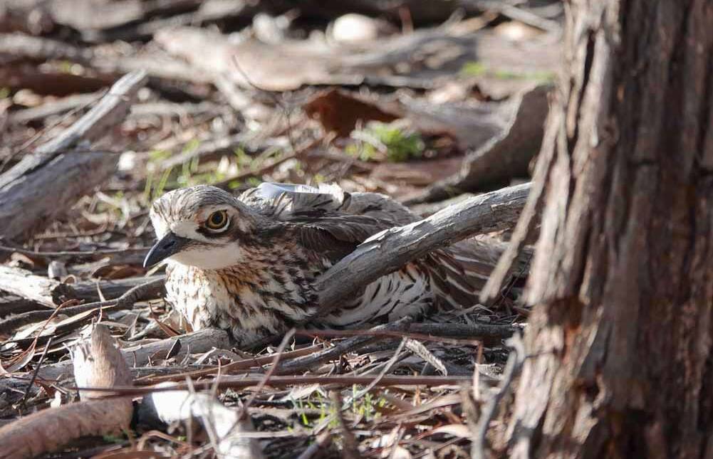 A bush stone-curlew at Mulligans Flat complete with GPS 'backpack' (look closely). Picture: John Harding