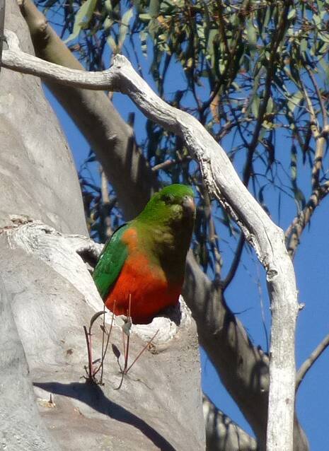 A King parrot emerges from a hollow in a tree on Black Mountain. Picture: Rosemary Purdie