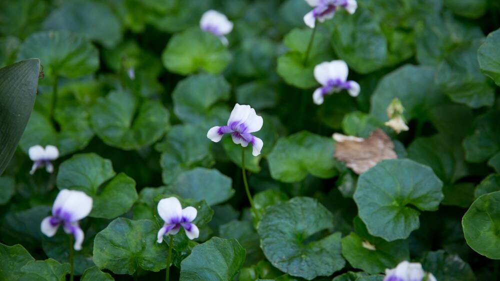 Native violets make an excellent and hardy 'lawn' for moist and shady spots. Picture: Shutterstock