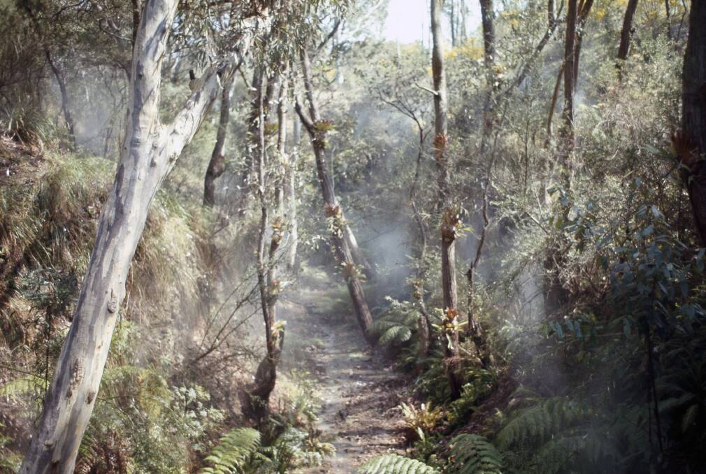 The Rainforest Gully in 1967. Picture: J. Wrigley, Australian National Botanic Gardens 