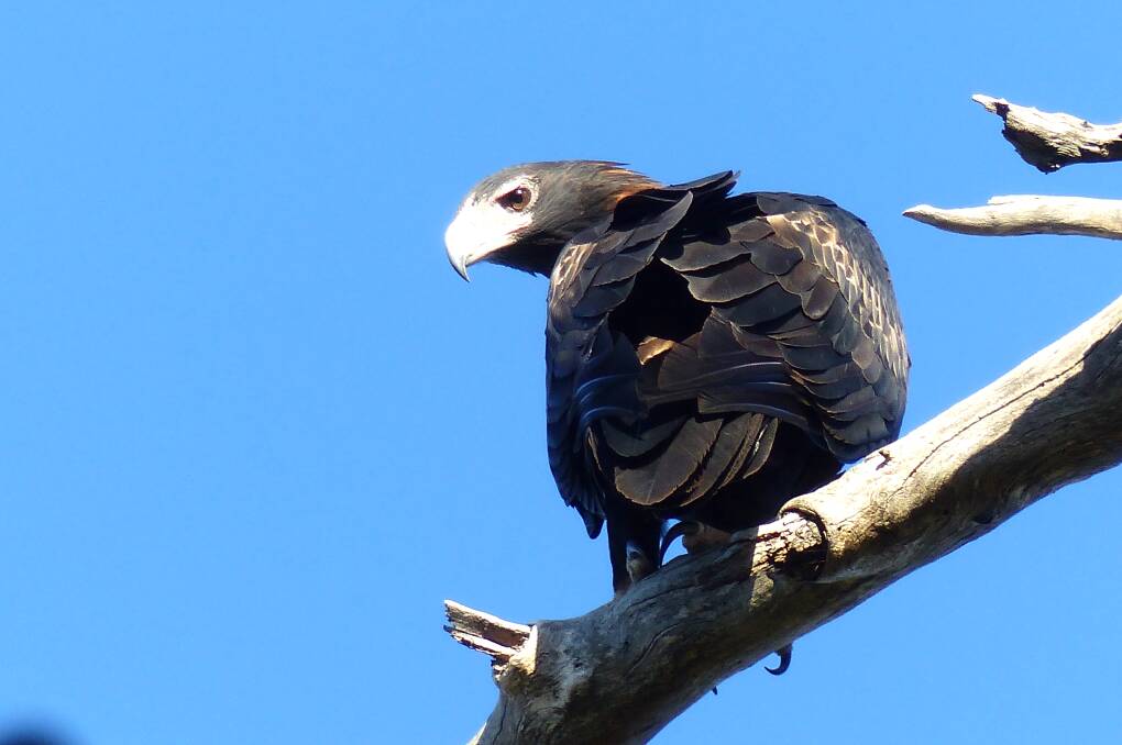 A Wedge-tailed Eagle, one of the many critters featured in Matthew Higgins' South Coast video. Picture: Matthew Higgins