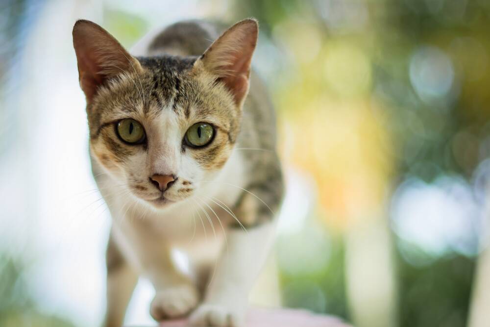 Cats have thrived in Australia as they're well suited to our environment. Picture: Shutterstock