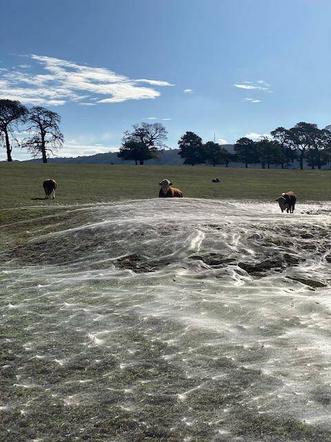 Bemused bulls check out the giant spider web that appeared near Collector following recent rain. Picture: Naomi Robertson