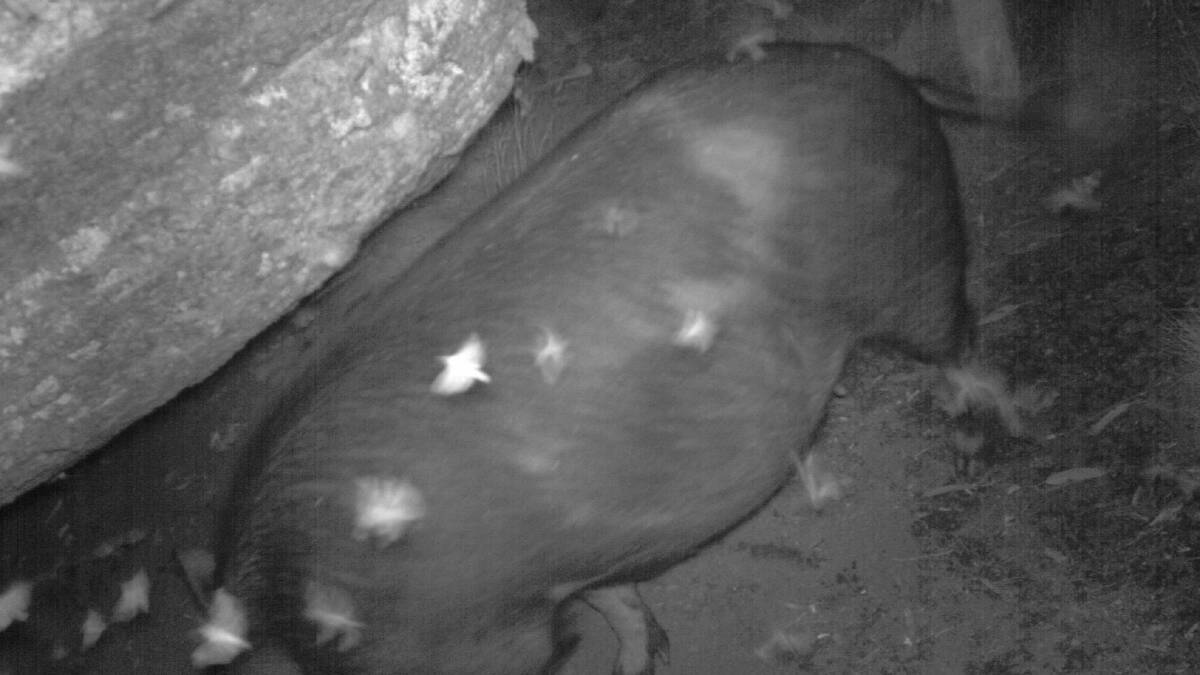A feral pig leaves a cave on Mt Gingera after feasting on bogong moths. Picture by Peter Caley
