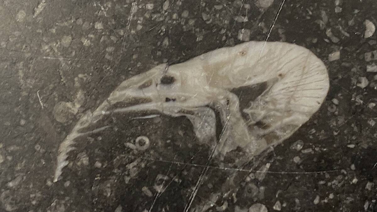 Shawn the Prawn, a 345-million-year-old fossil embedded in the floor of Parliament House. Picture by Tim the Yowie Man
