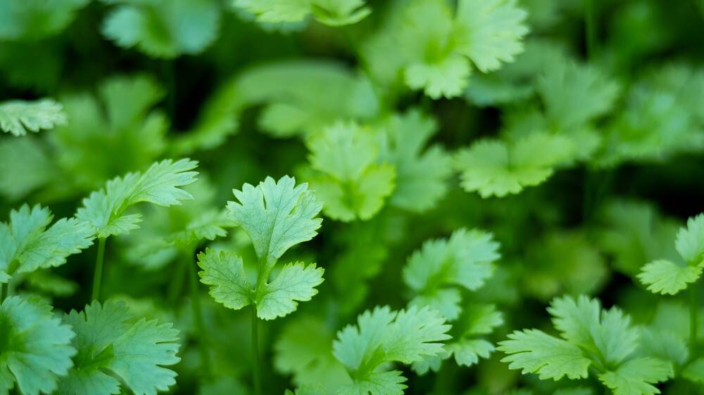 Coriander seed is usually only viable for two years. Test it using the 'float test'. Picture Shutterstock