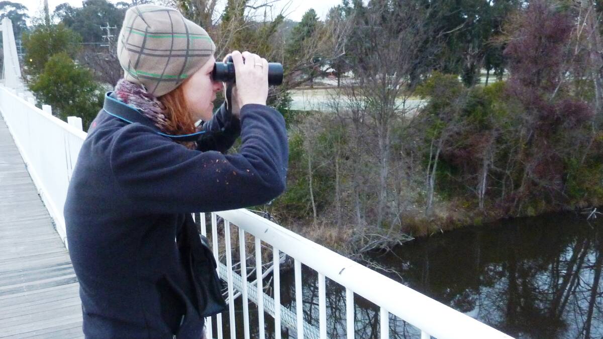 Scanning the water upstream of Queanbeyan's suspension bridge for platypus. Picture by Tim the Yowie Man