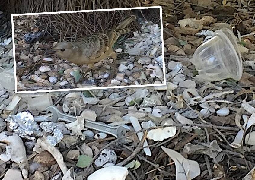 Stills from a video Liz Fyfe filmed of the great bowerbird at the Purnululu campground.
