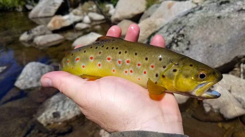 The same brown trout caught in 2019 and again in 2021 (below). Picture: Dave Vincent