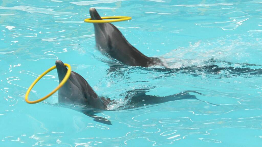 Animal welfare groups are pressuring companies to drop their support for places that still keep dolphins in captivity. Picture: Getty Images
