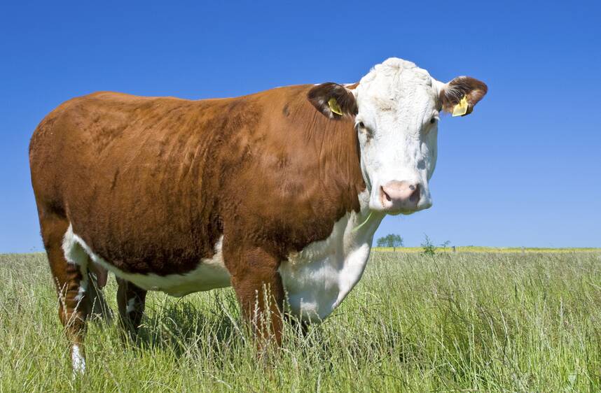 Cattle are suffering due to our lack of progress in tackling climate change. Picture Shutterstock