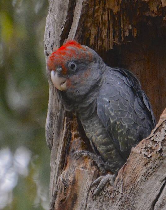 The male gang-gang chick contemplates its first flight. Picture: Tim the Yowie Man