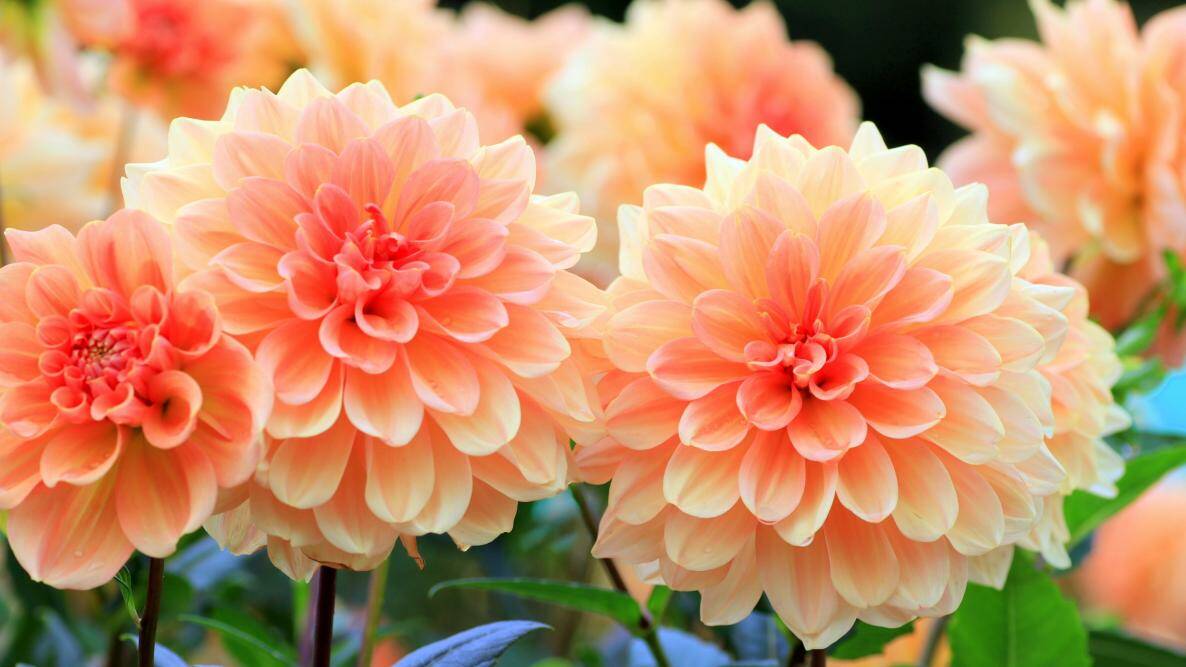 Jackie French: Even the toughest dahlias have their limits | The ...
